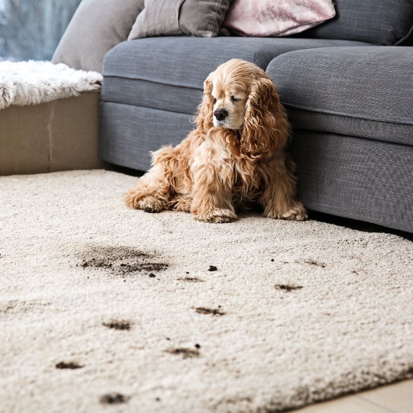 Pet spot treatment in Oklahoma City for removing stains and odors from carpets.